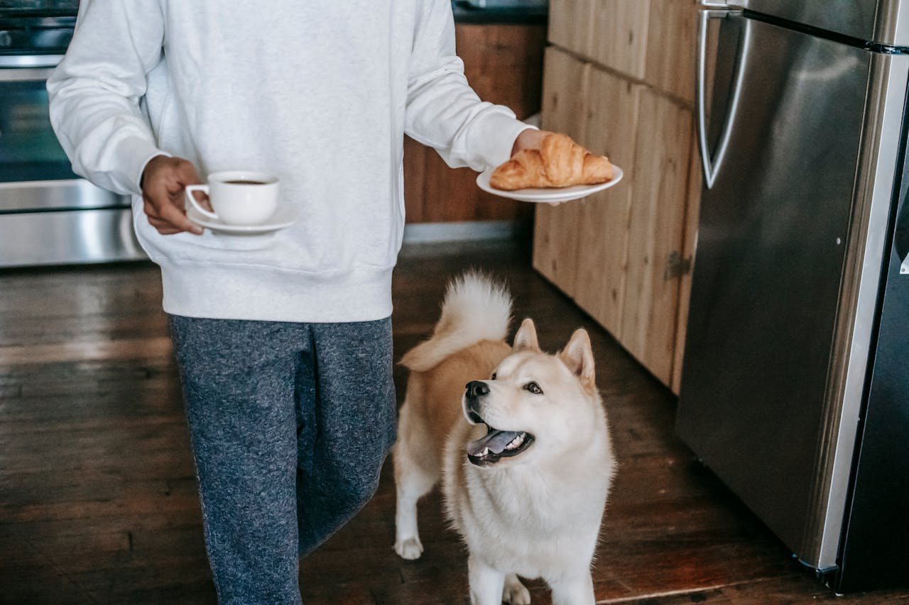 Cute dog walking near crop man carrying coffee cup and croissant during breakfast